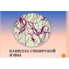 Сибирская язва отзывы